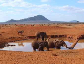 offerte-safari-in kenya-parchi