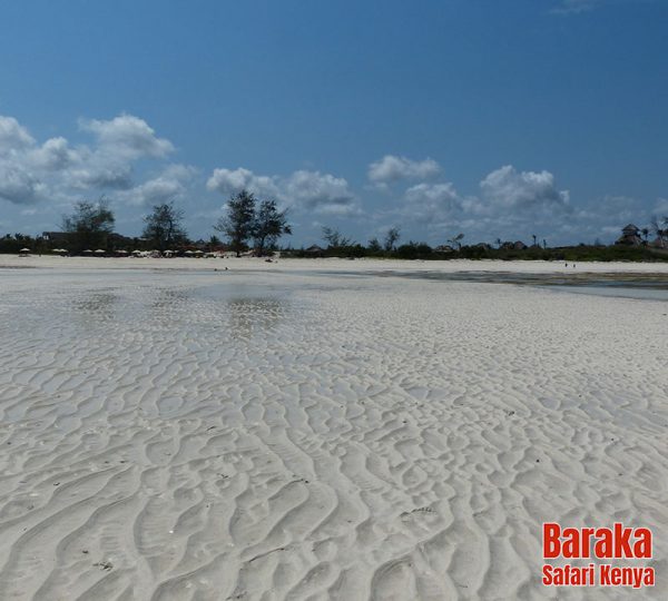 escursione-isola-mangrovie-barakasafarikenya-22
