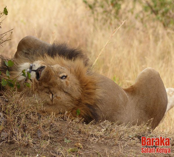 safari-masai-mara-barakasafarikenya-35