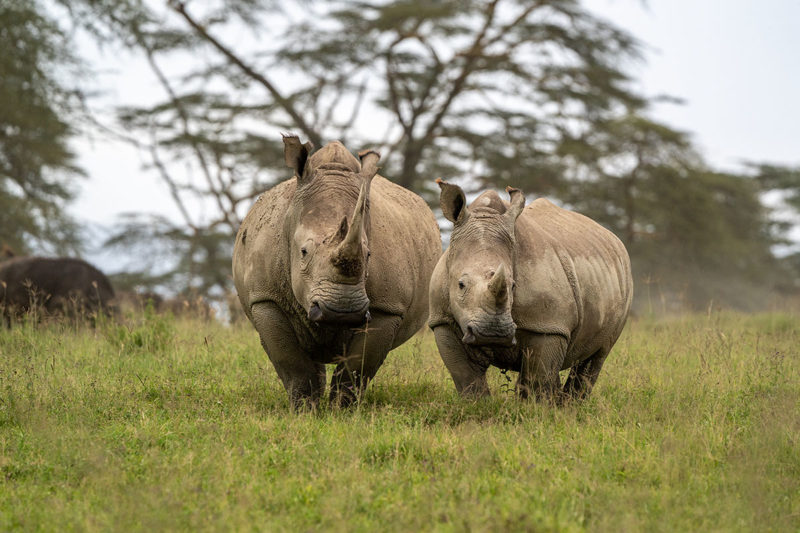 rinoceronti safari