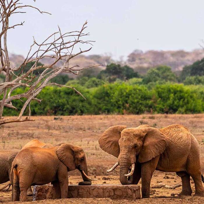 elefanti_safari