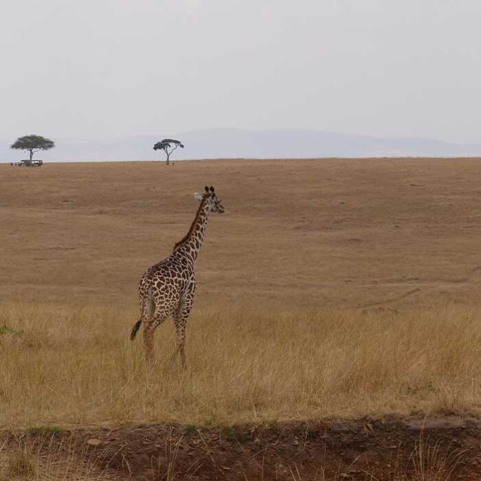 giraffa_safari