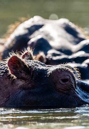 ippopotamo-in-acqua-safari-foto