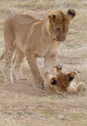 masai-mara-leoni-