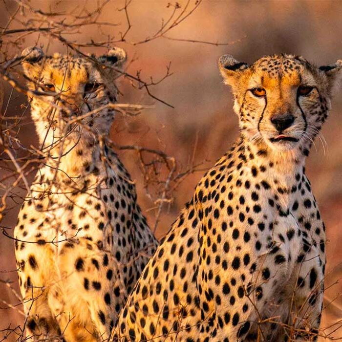 safari_ghepardi