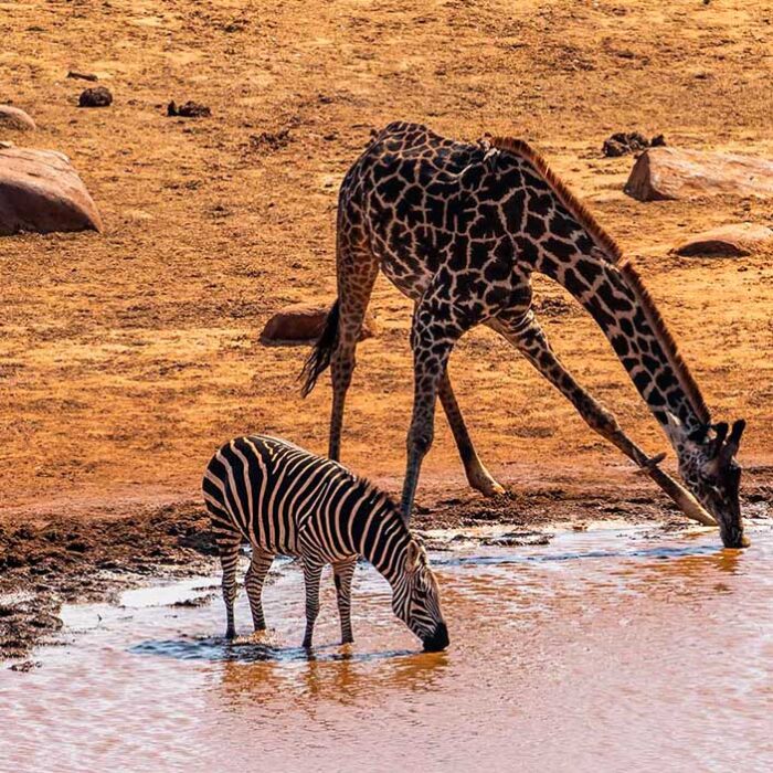 safari_zebra_giraffa